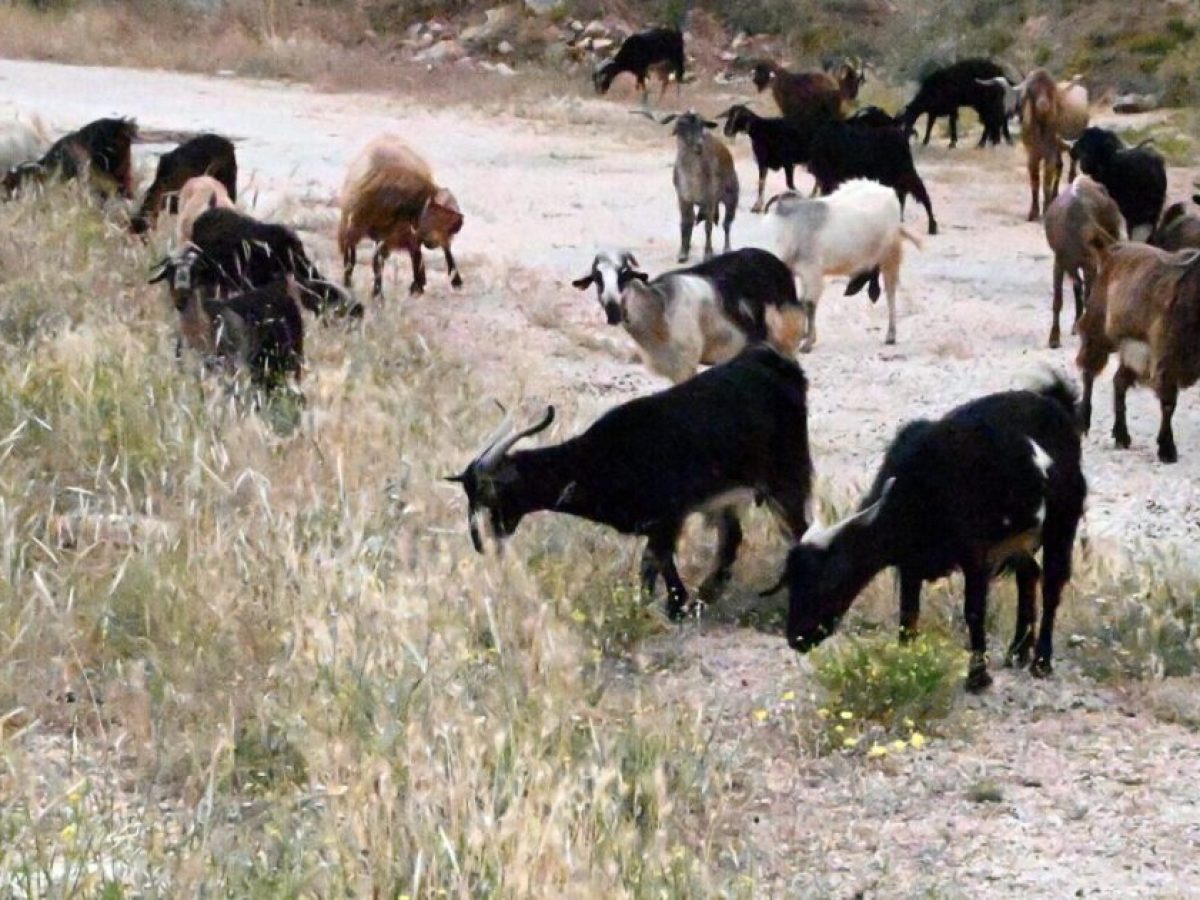 Σαμοθράκη: Αίτημα αναθεώρησης για την εμπορία σφαγίων μετά από 100 ημέρες χωρίς κρούσμα ευλογιάς