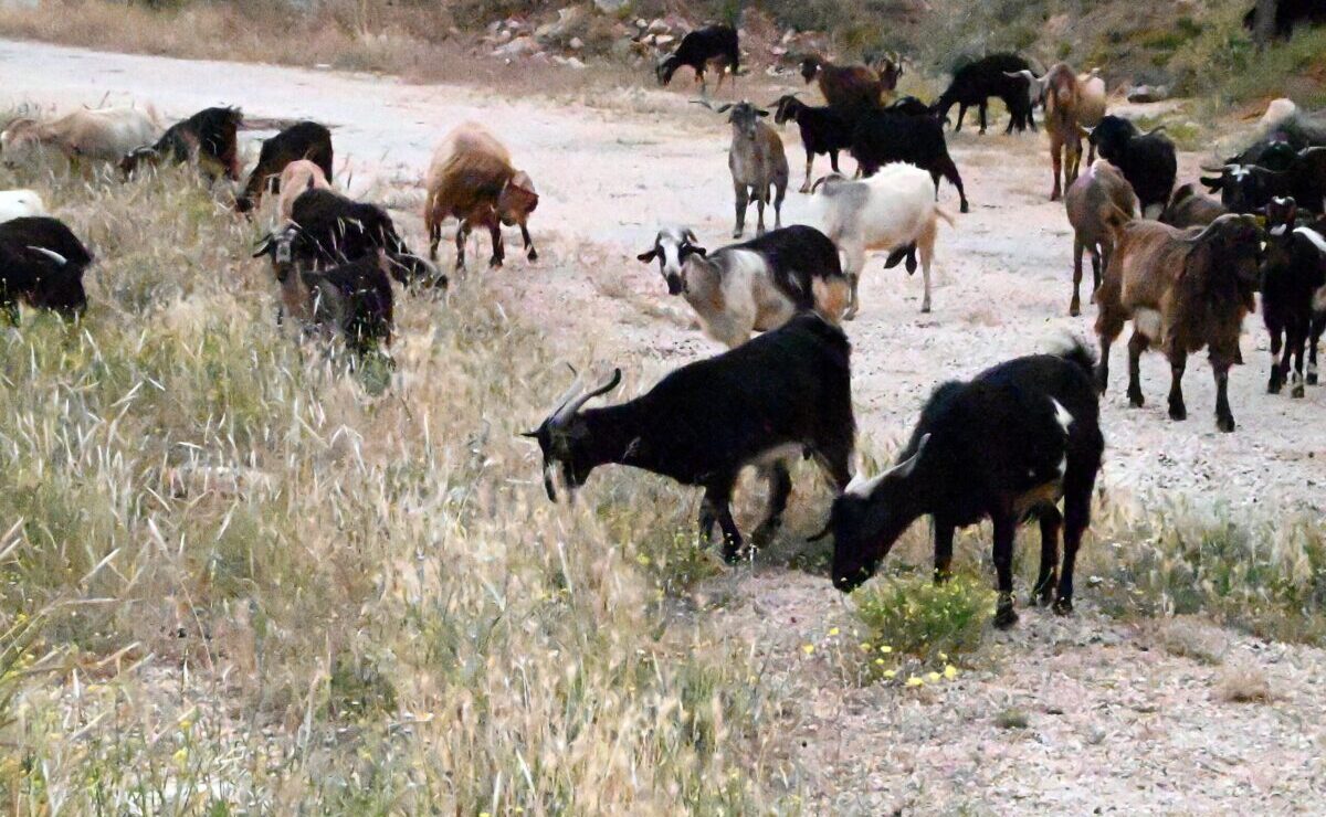 samothraki-etima-anatheorisis-gia-tin