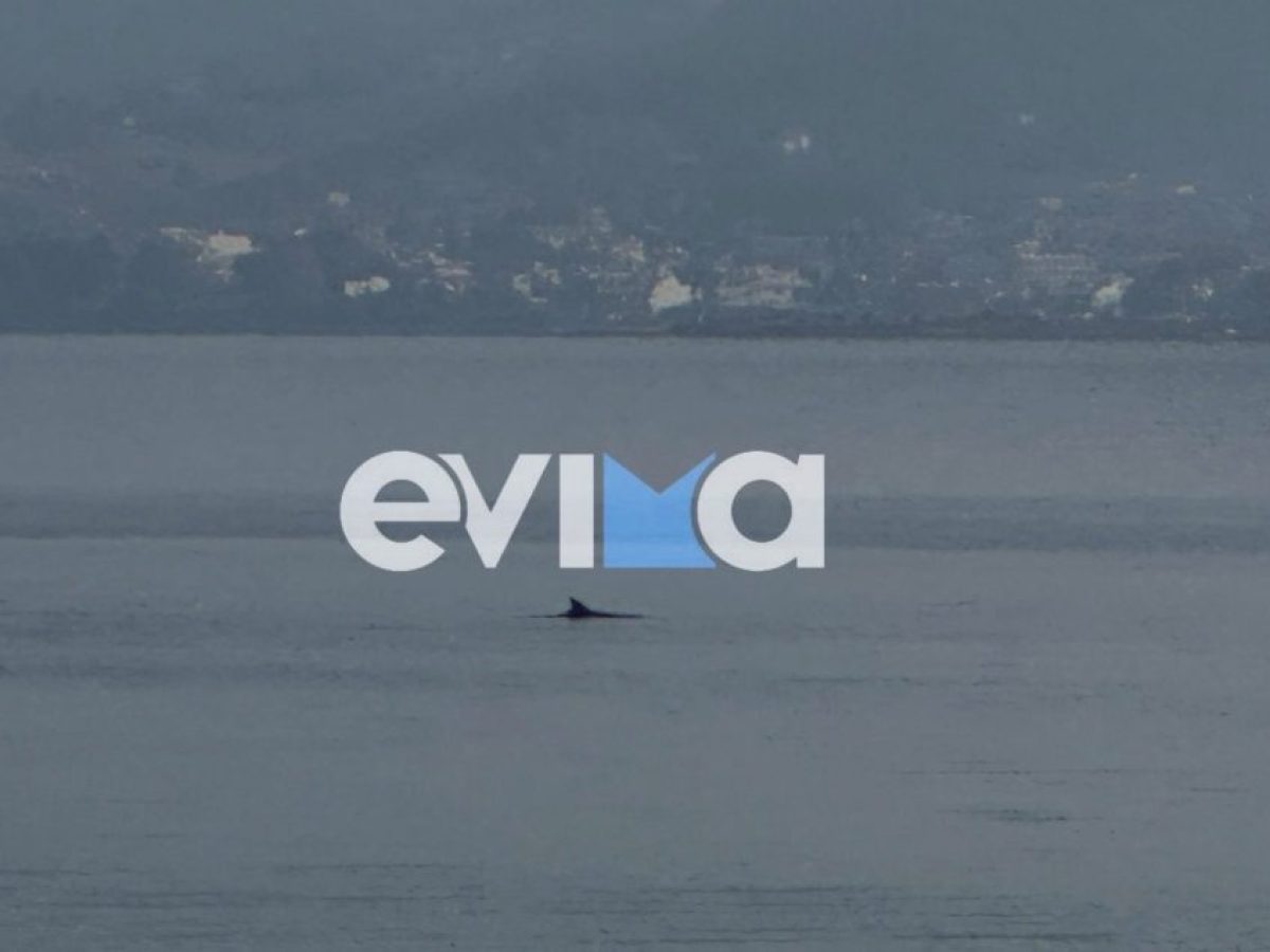 Σε αυτή την παραλία της Εύβοιας βγήκαν δελφίνια