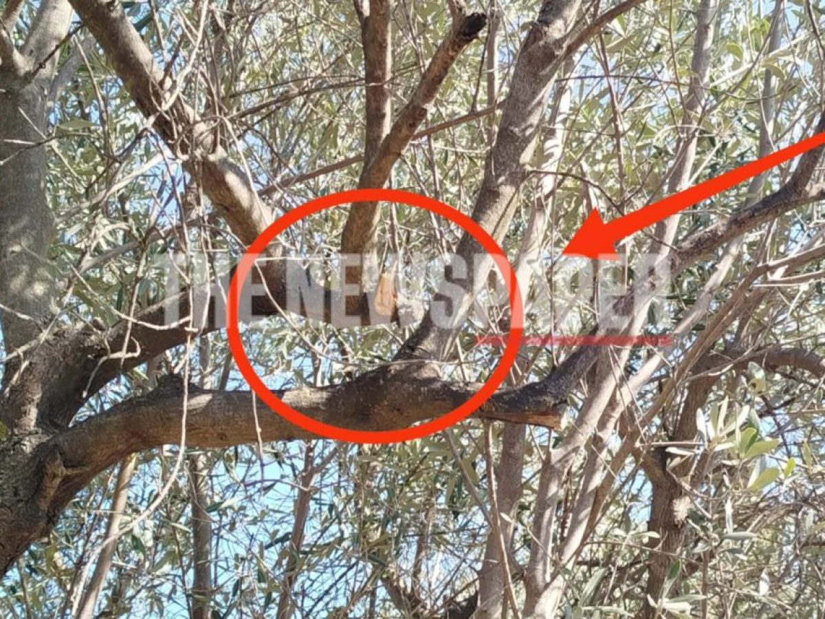 Σε αυτό το σημείο κρεμάστηκε ο 64χρονος άνδρας – Τι αντίκρυσαν οι αστυνομικοί