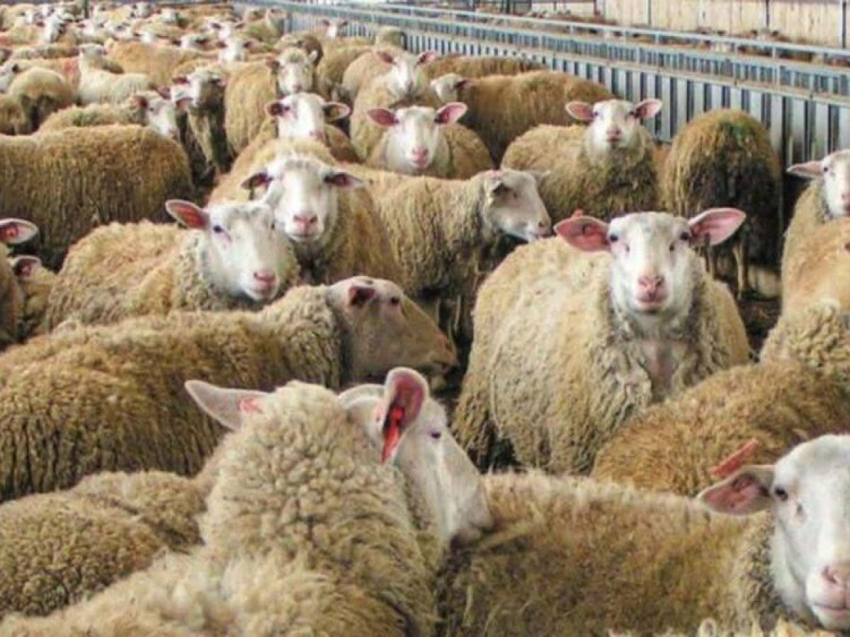 Σε απόγνωση οι κτηνοτρόφοι στην Π.Ε. Κοζάνης – Ζητούν άρση της καραντίνας πριν το Πάσχα