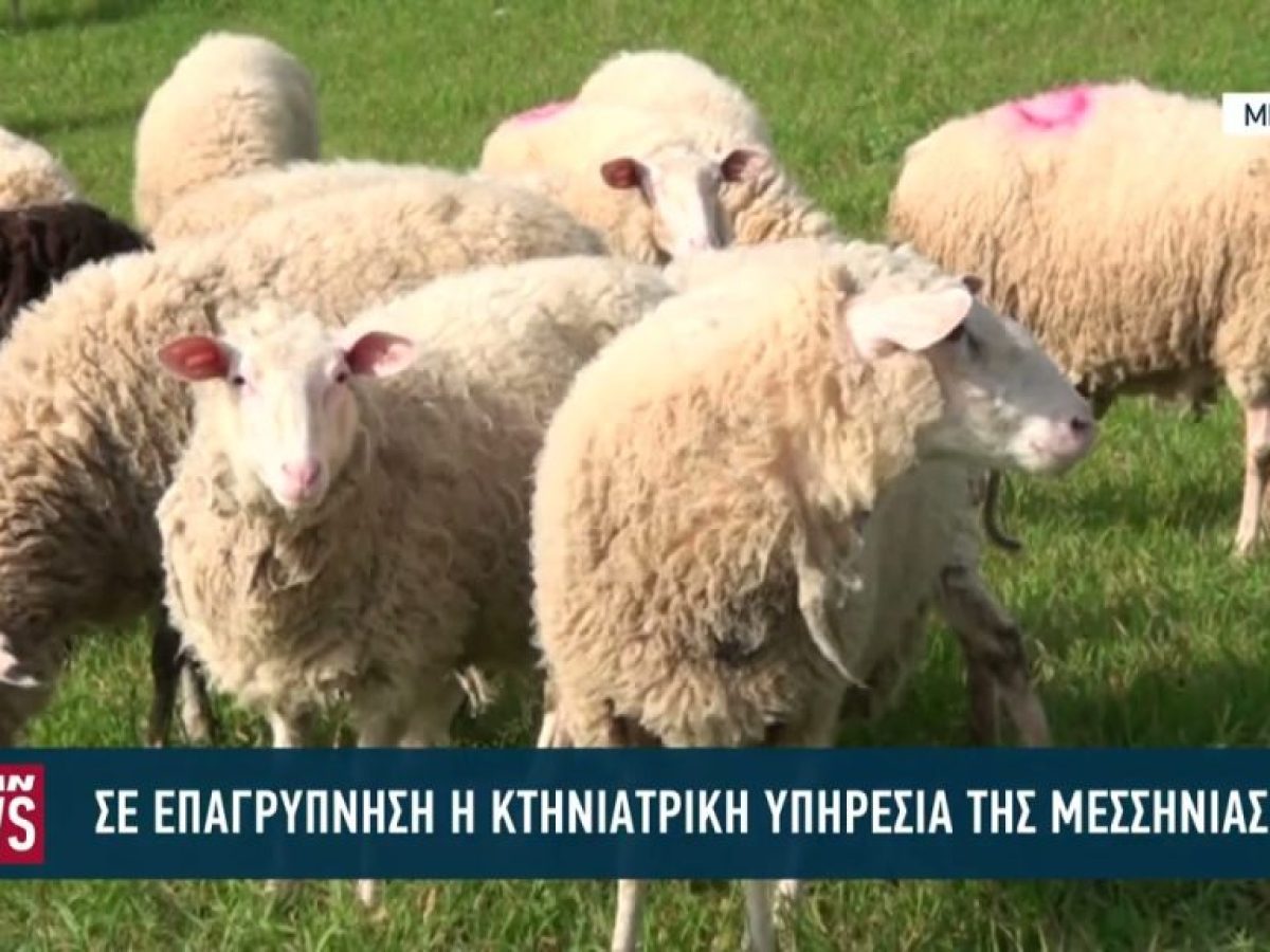 Σε επαγρύπνηση η κτηνιατρική υπηρεσία της Μεσσηνίας λόγω Πάσχα