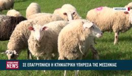se-epagripnisi-i-ktiniatriki-ipiresia