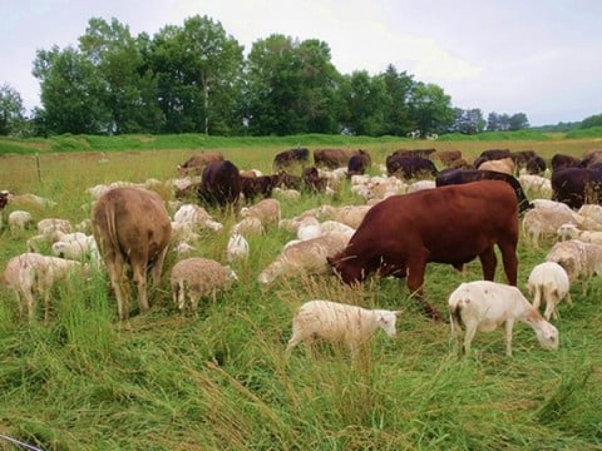 Σε επιφυλακή η Καβάλα για τον αφθώδη πυρετό και μέτρα βιοασφάλειας