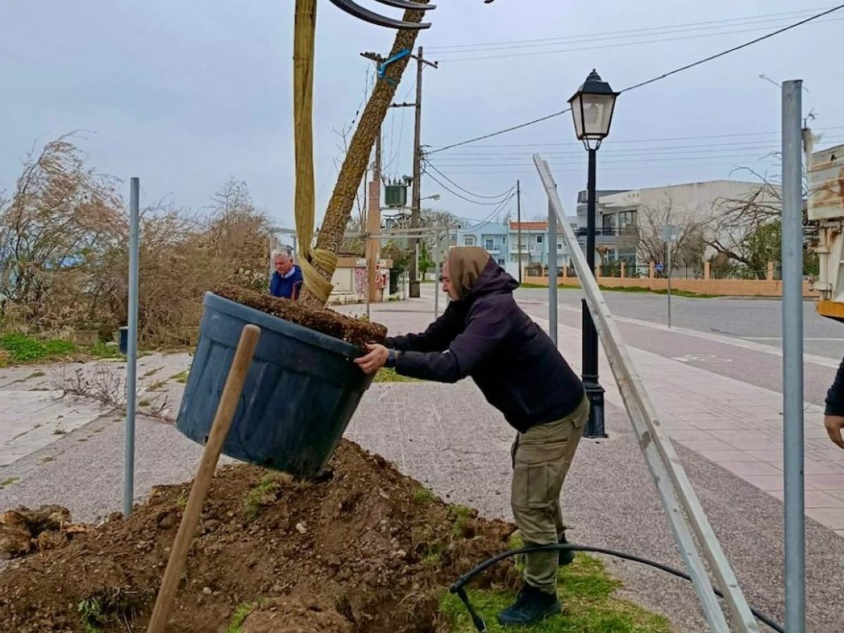 Σε εξέλιξη η δεύτερη φάση φυτεύσεων στο παραλιακό μέτωπο της Ναυπάκτου
