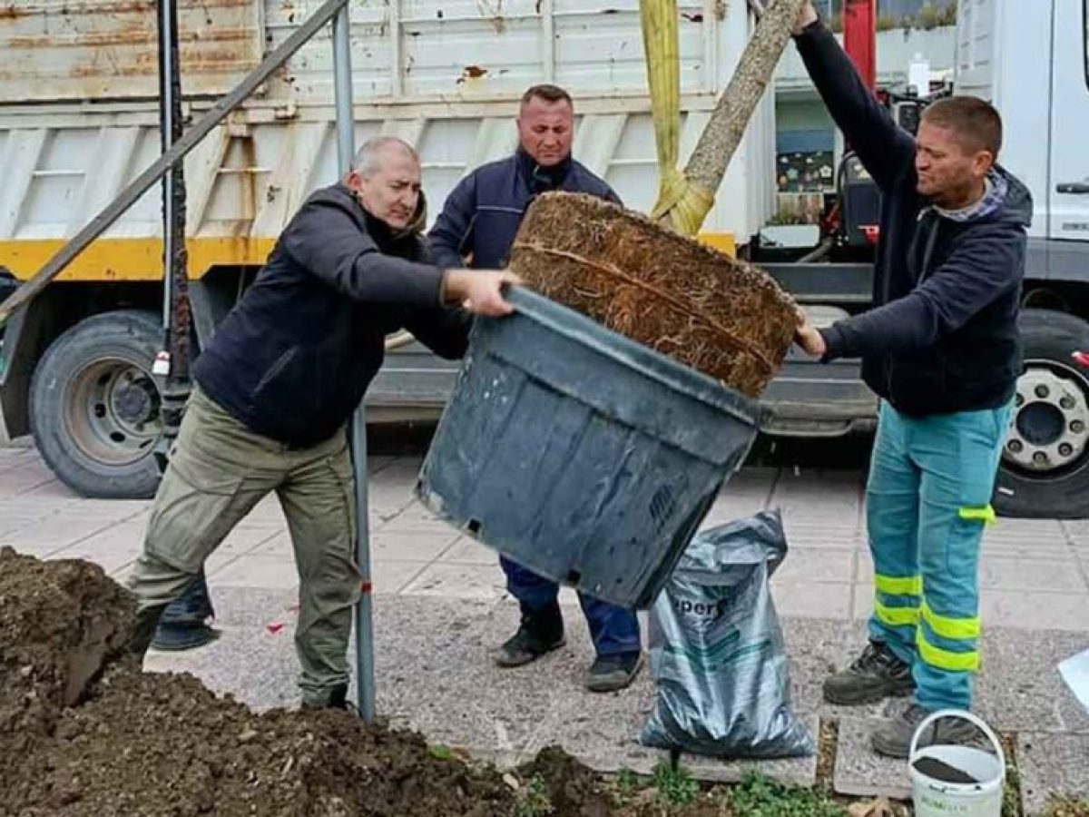 Σε εξέλιξη η δεύτερη φάση φυτεύσεων στο παραλιακό μέτωπο της Ναυπάκτου