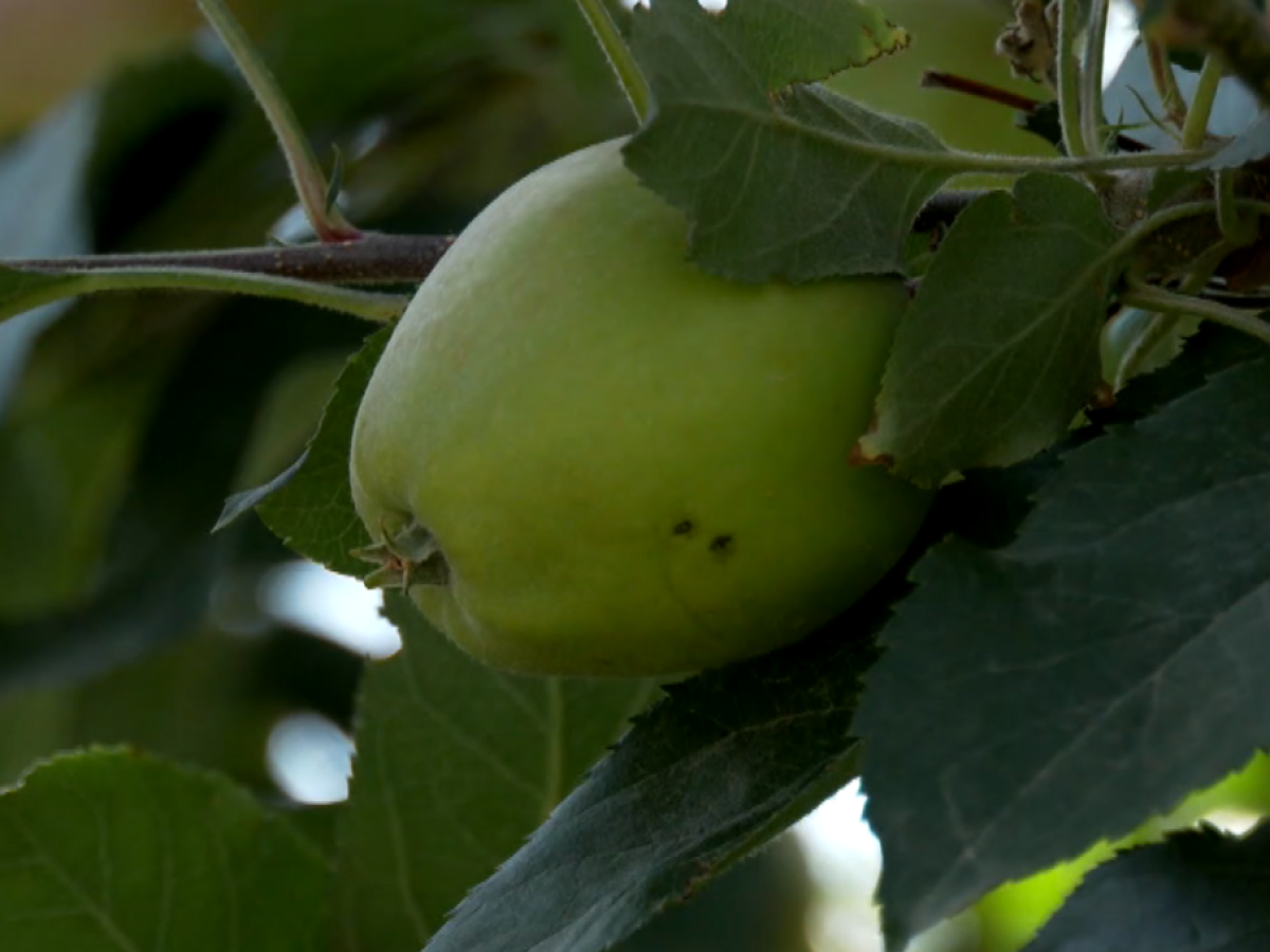 Σε οικονομικό «αδιέξοδο» οι μηλοπαραγωγοί της Καστοριάς- Χαλάζι και παγετός της περασμένης χρονιάς μείωσαν την παραγωγή