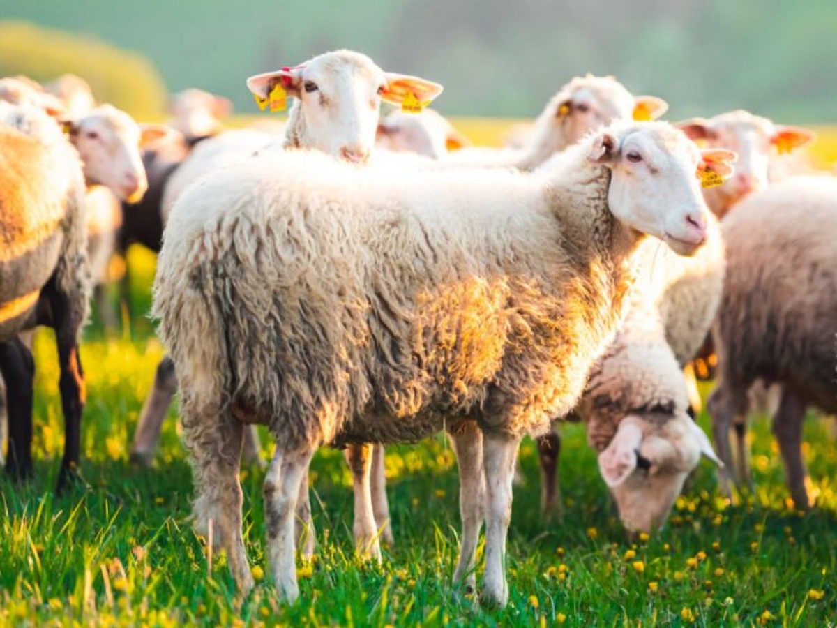 Σε κατάσταση έκτακτης ανάγκης ο Δήμος Δυτ.Λέσβου-Απολυμαντικά για τους κτηνοτρόφους μας