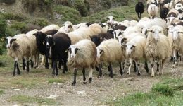 simandrakos-gia-opekepe-pio-polla