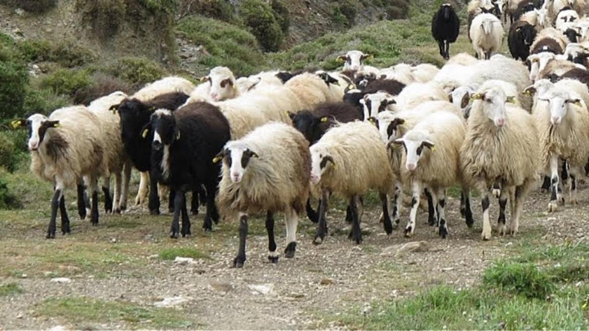 simandrakos-gia-opekepe-pio-polla