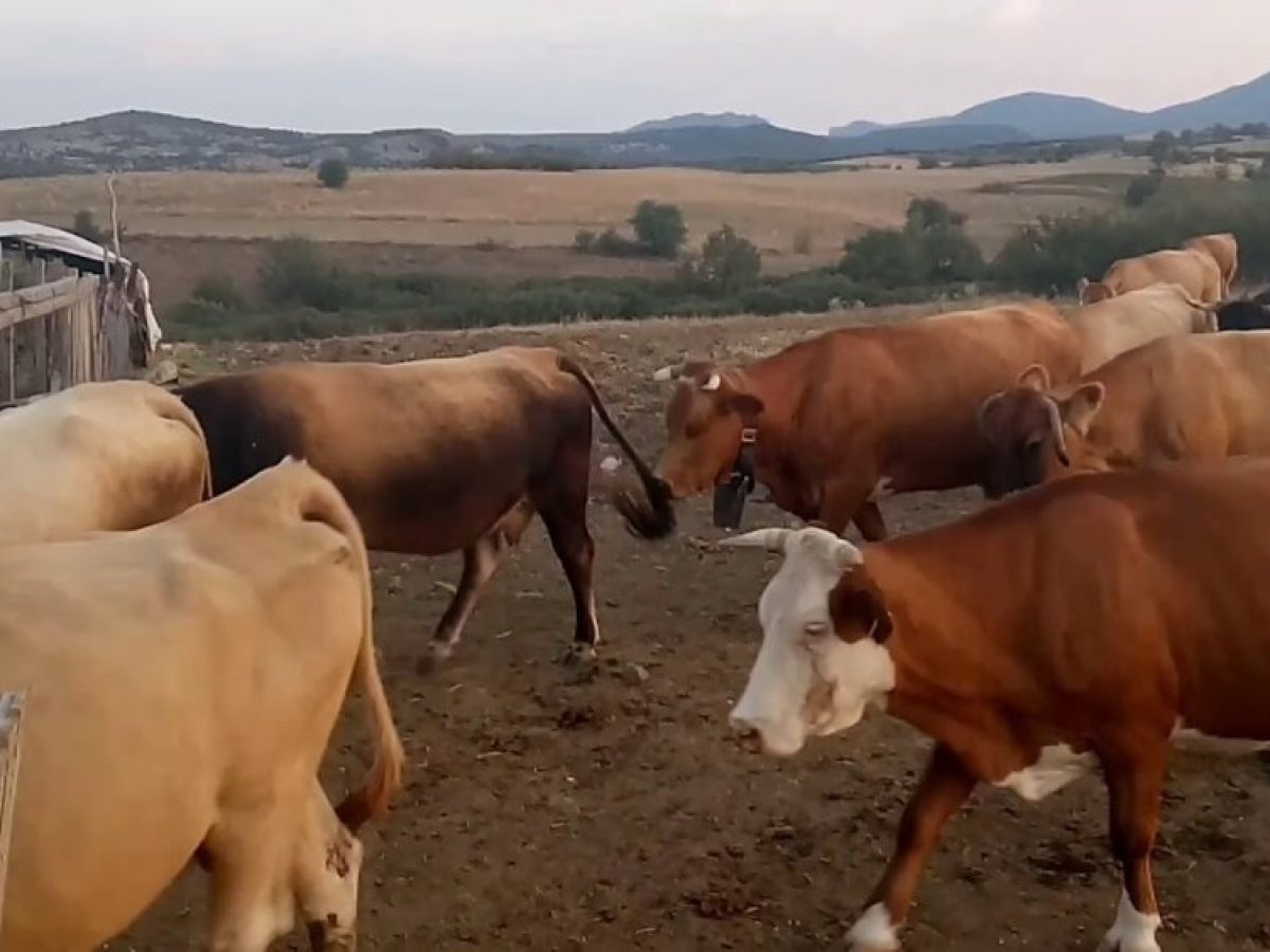 Συναγερμός και στην Θεσσαλία για τον αφθώδη πυρετό