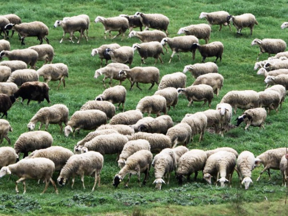 Συναγερμός πριν το Πάσχα: Φόβοι για νέα έκρηξη ευλογιάς των αιγοπροβάτων