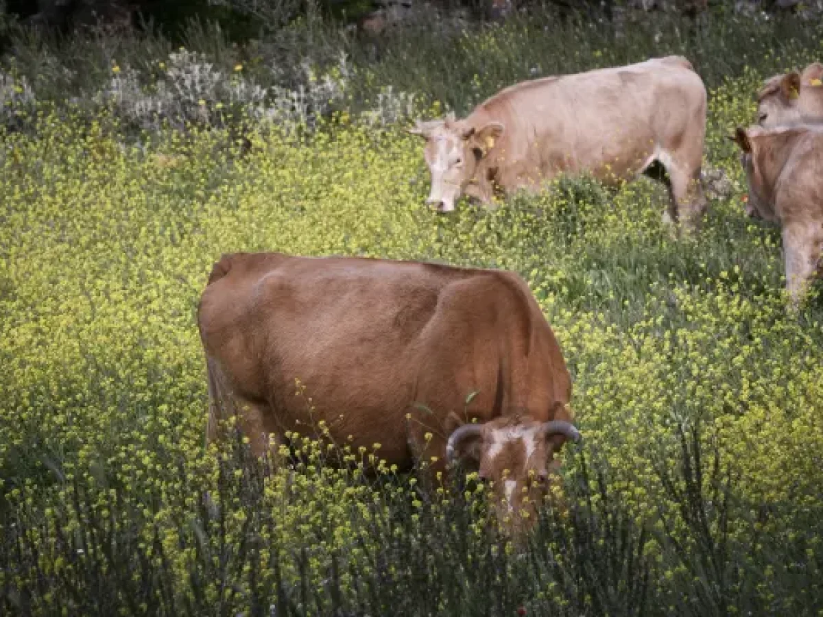 Συναγερμός στην Κεντρική Μακεδονία για τον Αφθώδη Πυρετό: Όλα όσα πρέπει να γνωρίζουν οι κτηνοτρόφοι