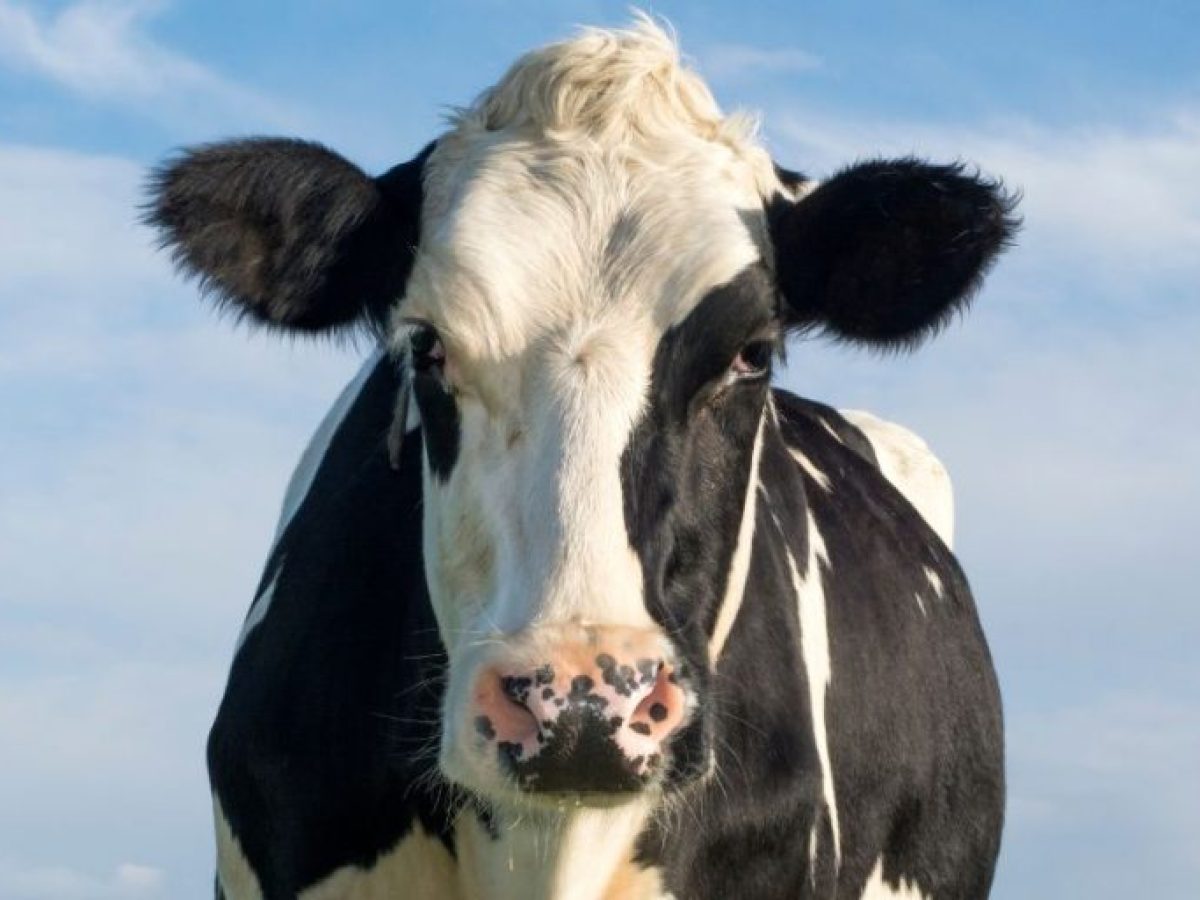 Συναγερμός στην Αργολίδα: Καταρροϊκός πυρετός σε βοοειδή – Έκτακτα μέτρα!