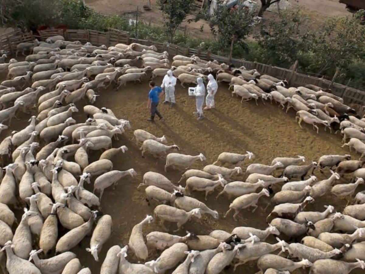 Συνεχίζονται σε 16 σταθμούς σε όλη την Κρήτη οι απολυμάνσεις στο πλαίσιο των προληπτικών μέτρων για την ευλογιά του προβάτου