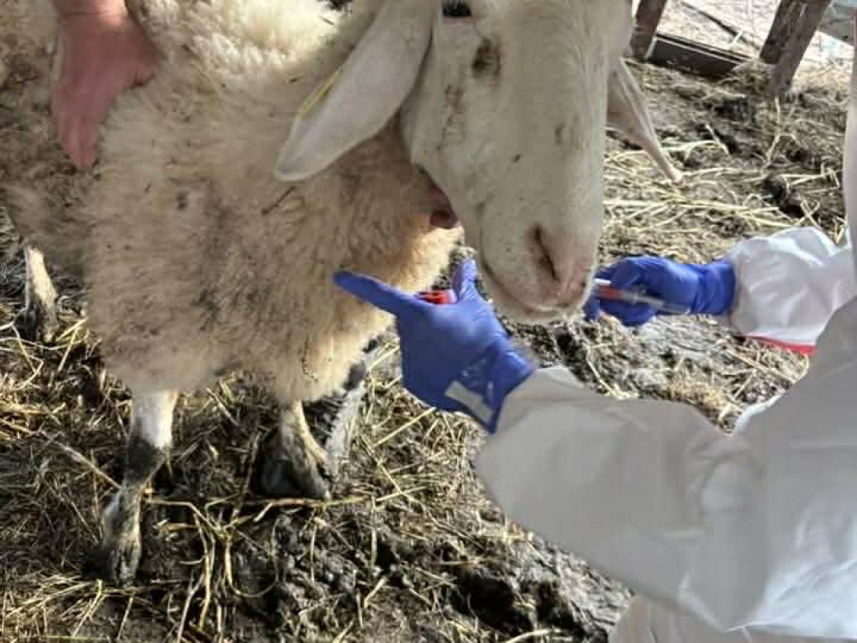 Συνεχίζονται σε 16 σταθμούς σε όλη την Κρήτη οι απολυμάνσεις για την ευλογιά του προβάτου – Νέος σημείο στα Χανιά