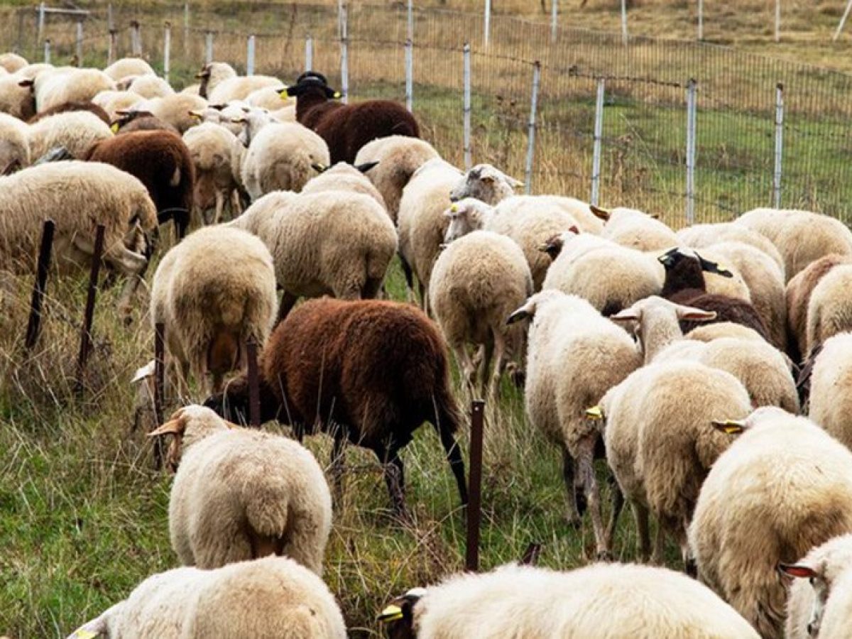 Συνεχίζονται τα μέτρα αστυνόμευσης για την αντιμετώπιση της ευλογιάς