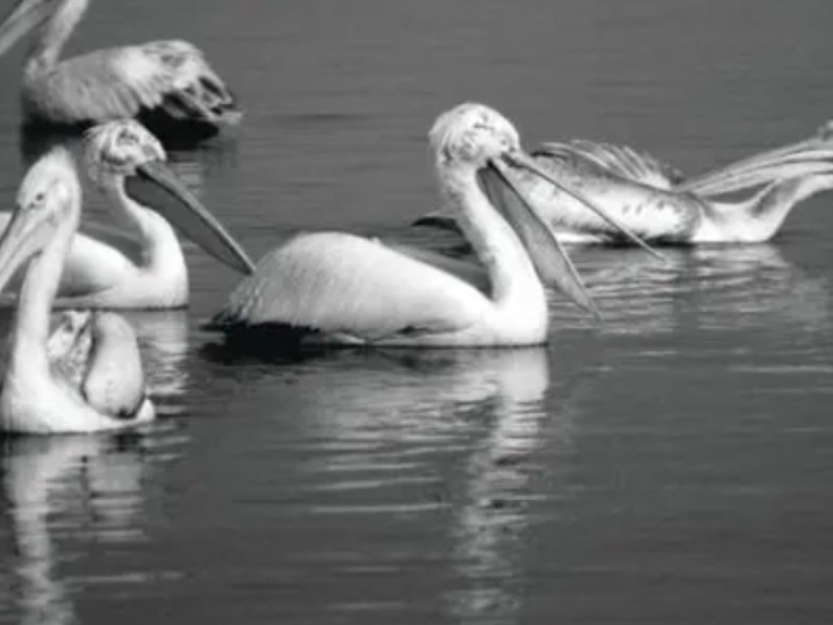 «Συζητάμε στο Εθνικό Μουσείο Φυσικής Ιστορίας Γουλανδρή»