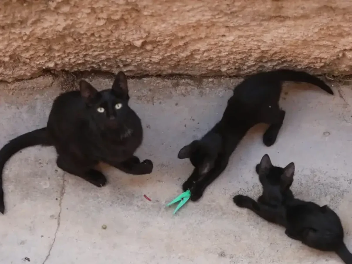 Σκότωσαν 20 γάτες στις Γούβες Εύβοιας και άλλες 10 έχουν εξαφανιστεί