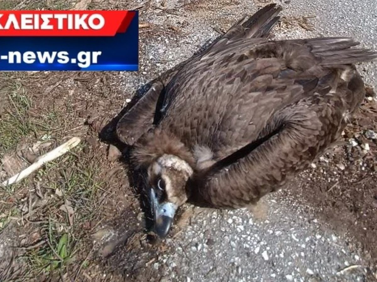 &Sigma;&Omicron;&Kappa;: Ά&lambda;&lambda;&omicron;&iota; 5 &nu;&epsilon;&kappa;&rho;&omicron;ί &Mu;&alpha;&upsilon;&rho;ό&gamma;&upsilon;&pi;&epsilon;&sigmaf; &alpha;&pi;ό &delta;&eta;&lambda;&eta;&tau;&eta;&rho;&iota;&alpha;&sigma;&mu;έ&nu;&alpha; &delta;&omicron;&lambda;ώ&mu;&alpha;&tau;&alpha; &sigma;&tau;&omicron; &Epsilon;&theta;&nu;&kappa;ό &Pi;ά&rho;&kappa;&omicron; &Delta;&alpha;&delta;&iota;ά&sigmaf;-&Lambda;&epsilon;&upsilon;&kappa;ί&mu;&eta;&sigmaf;