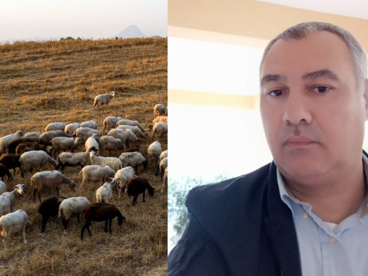 Στα 8,5 ευρώ το αρνί, στα 9 ευρώ το κατσίκι οι πρώτες εκτιμήσεις για τις τιμές ενόψει Πάσχα  Στον Π.Τ. μιλάει ο Μιχάλης Ψαλτικίδης, πρόεδρος των κτηνοτρόφων Δράμας