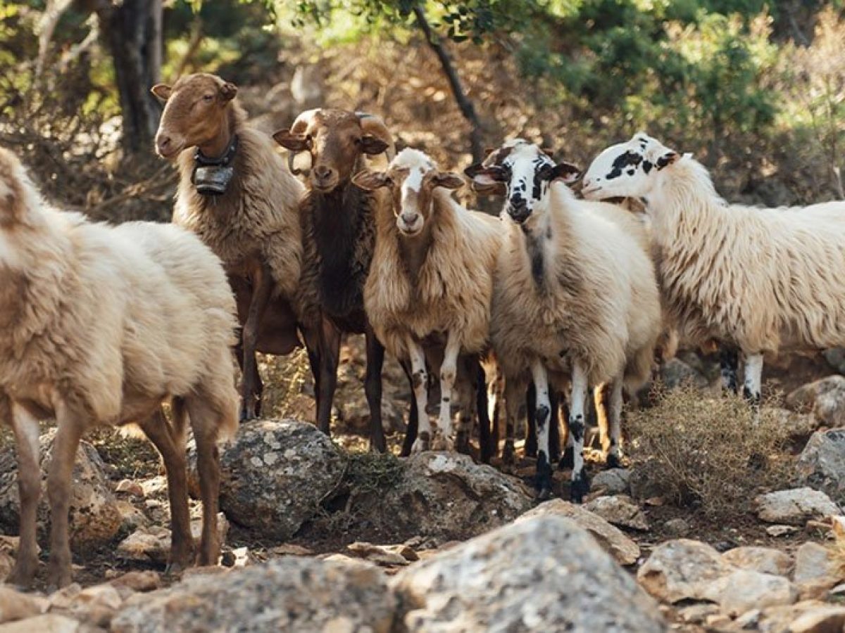 Στα όρια τους οι κτηνοτρόφοι της Λέσβου από τα κρούσματα αφθώδους πυρετού