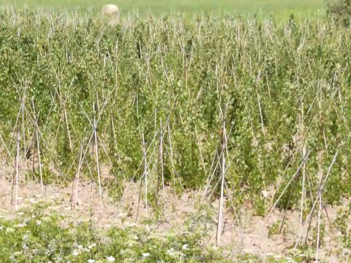 Στην Καστοριά οι τελευταίοι παραγωγοί καλαμωτού φασολιού στην Ευρώπη- «Μάχη» με τα αυξημένα κόστη παραγωγής