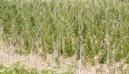 stin-kastoria-i-teleftei-paragogi