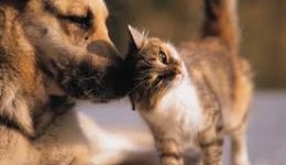 stirothikan-ke-katagrafikan-ekatontades-katikidia