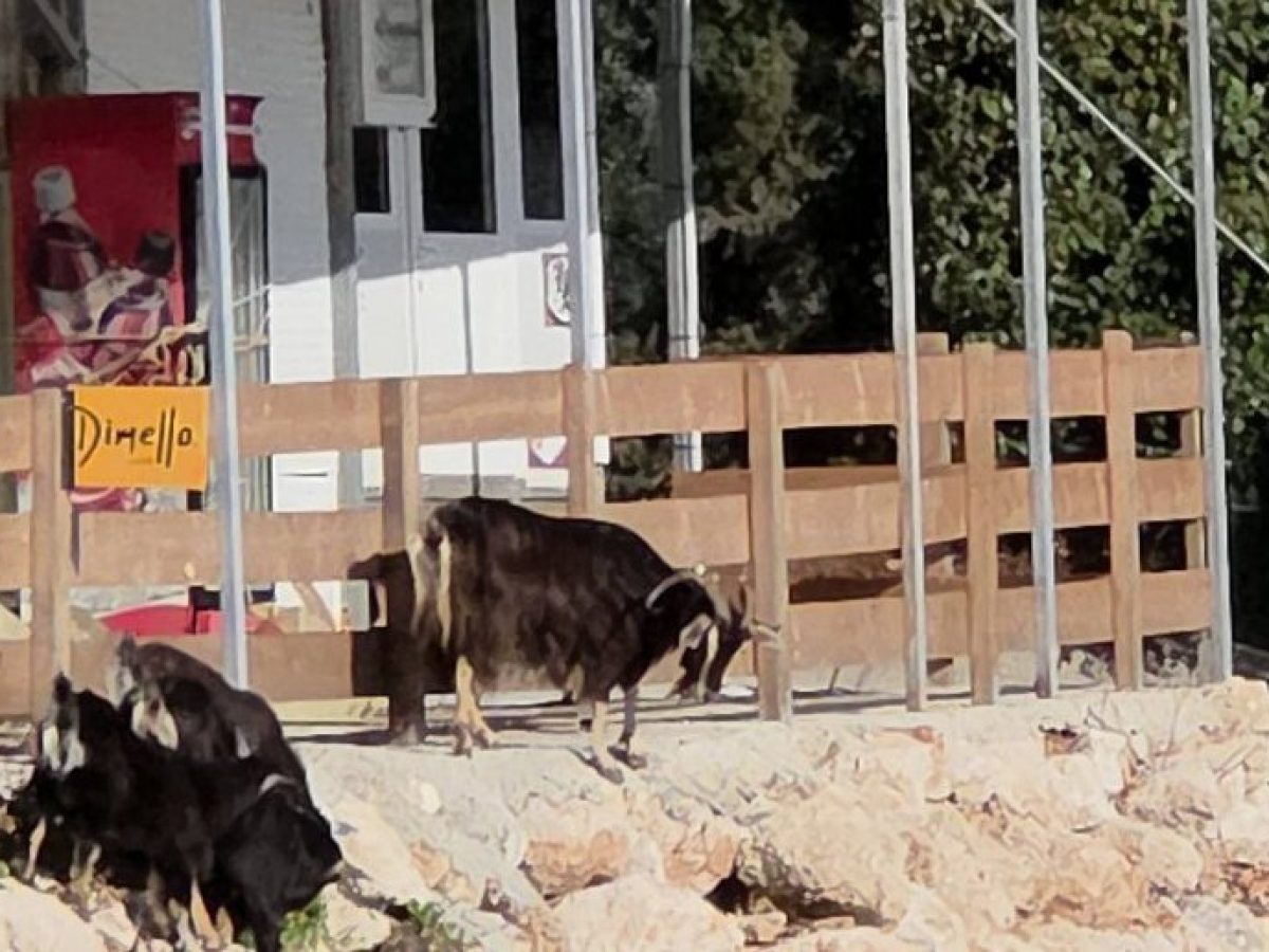 Τα κατσίκια της παραλίας Πόρτο Κατσίκι – video