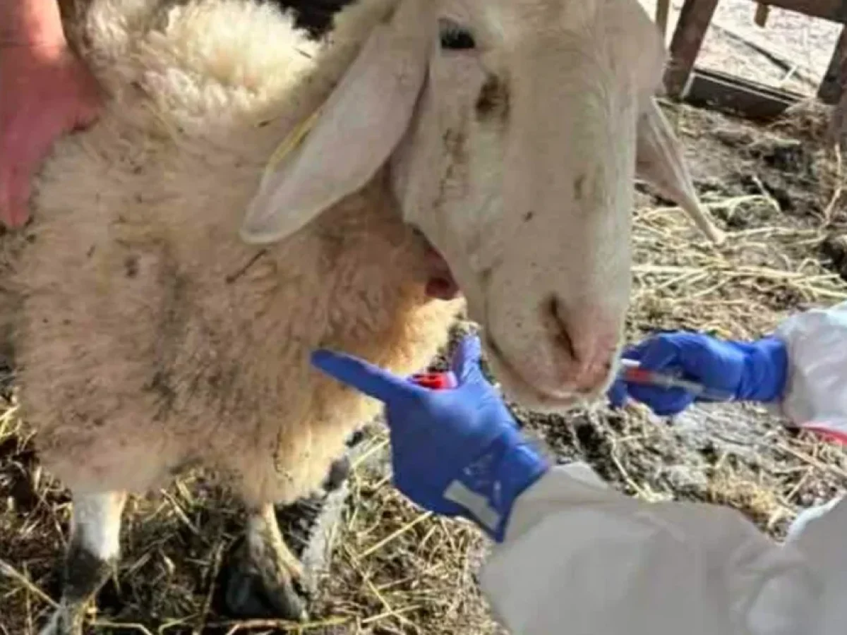 Θανατώθηκε το πρώτο κοπάδι στην Ήπειρο λόγω ευλογιάς