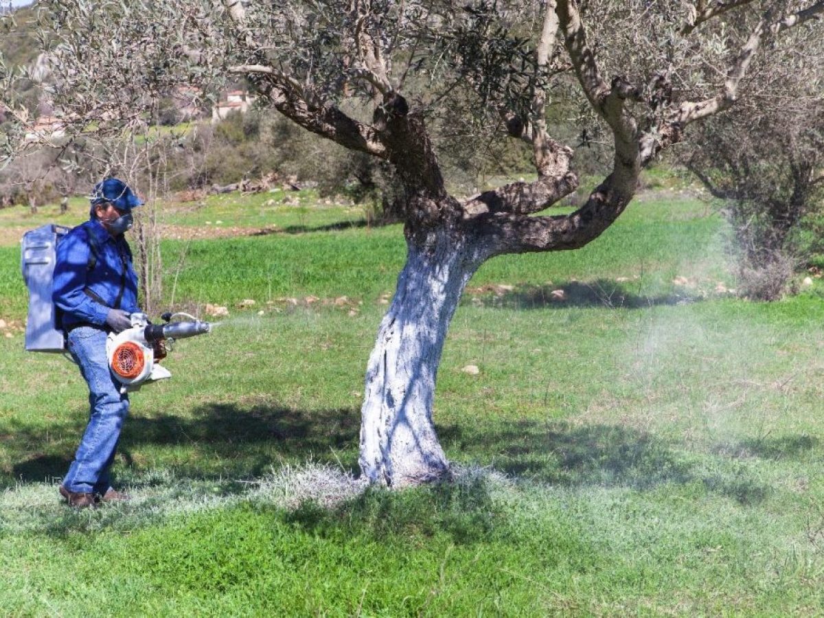 Θάσος: Προβληματισμός για την ιδιωτικοποίηση του προγράμματος δακοκτονίας 2026