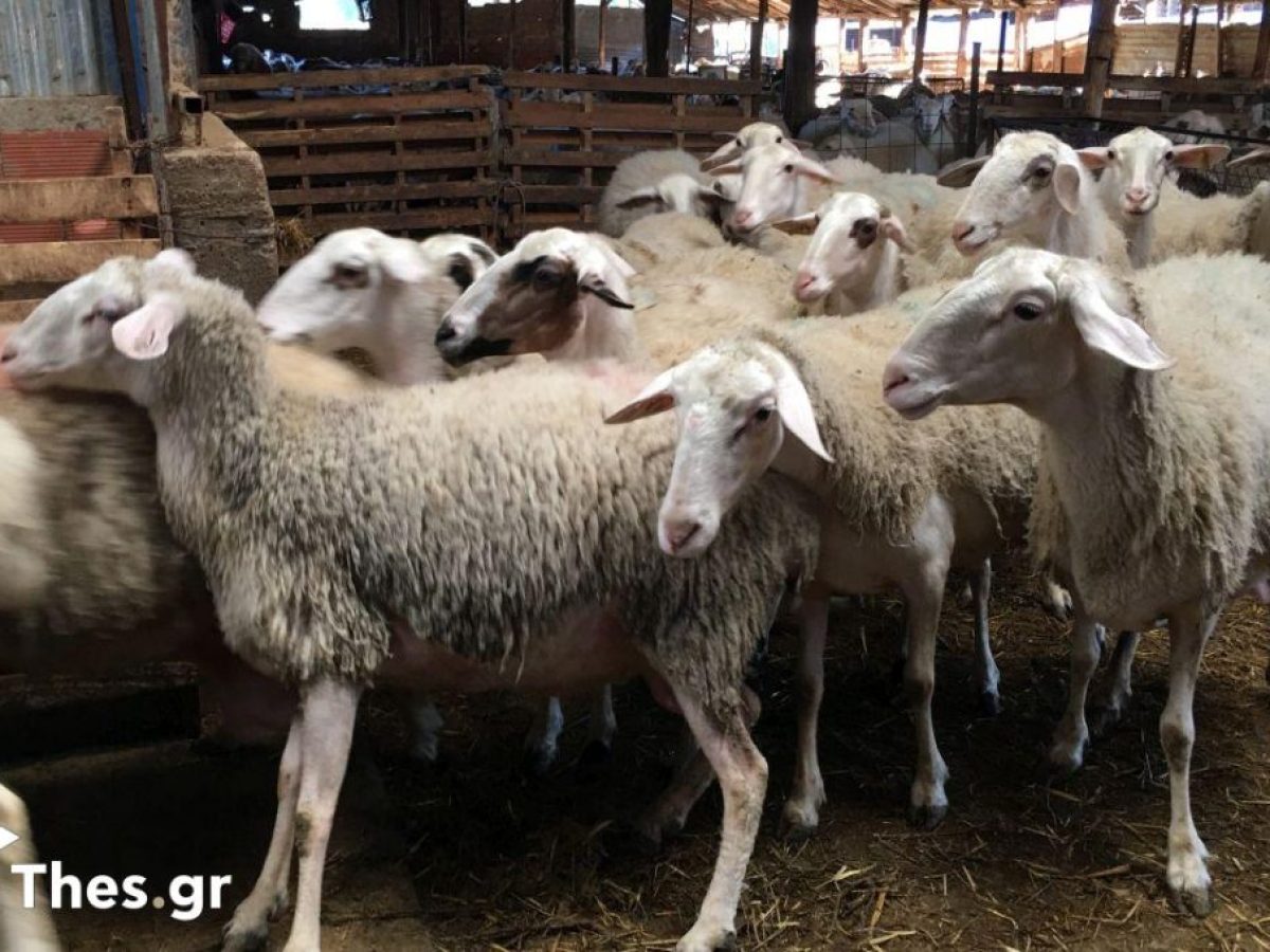 Θεσσαλονίκη: Κουκουλοφόροι εισέβαλαν σε μαντρί και άρπαξαν πρόβατα