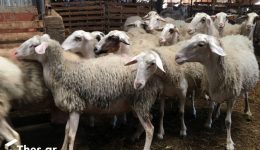 thessaloniki-koukoulofori-isevalan-se-mantri