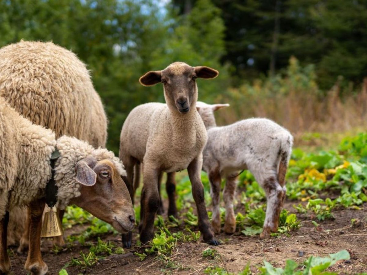 Θεσσαλονίκη: Συνελήφθη κτηνοτρόφος για παραβίαση μέτρων ευλογιάς αιγοπροβάτων