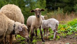 thessaloniki-sinelifthi-ktinotrofos-gia-paraviasi