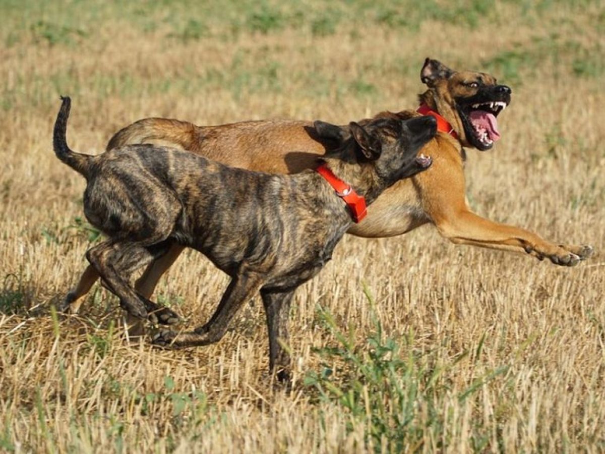 Θεσσαλονίκη: Τρόμος για μητέρα και κόρη από επίθεση σκύλου