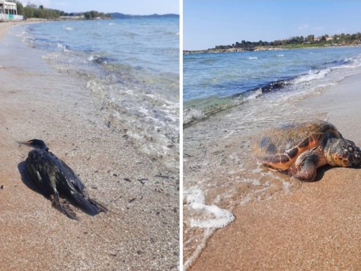 Θλιβερό θέαμα στη Βούλα: Τα άψυχα σώματα μιας χελώνας και ενός κορμοράνου «ξέβρασε» η θάλασσα
