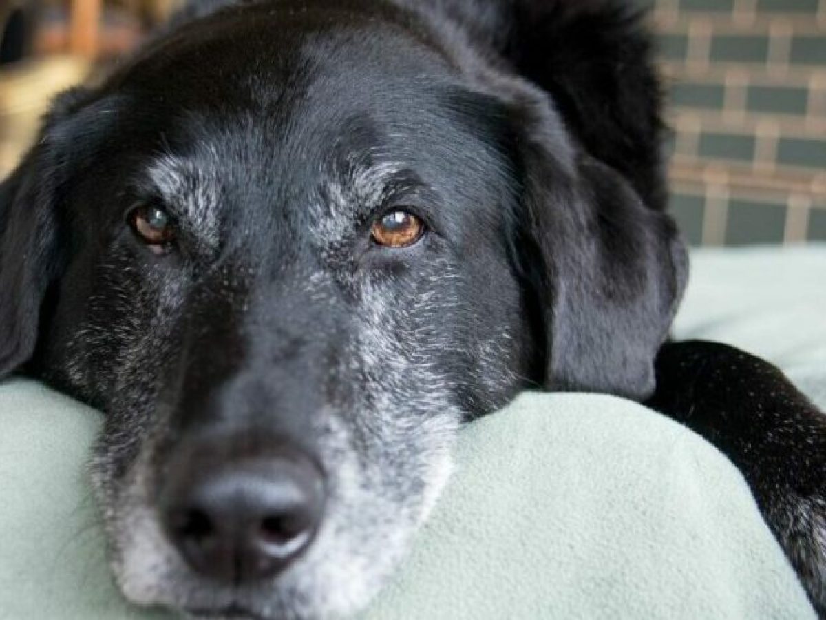 Τι μπορείτε να κάνετε για να περάσει ο ηλικιωμένος σκύλος σας τις τελευταίες του μέρες ευτυχισμένος