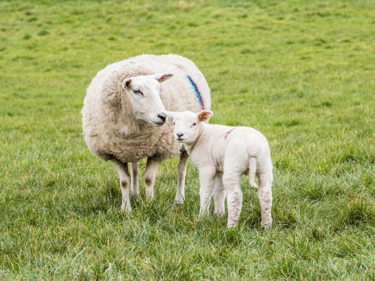 Το Γεωτεχνικό Επιμελητήριο Ελλάδος – Παράρτημα Αιγαίου αναλαμβάνει την πρωτοβουλία – προώθηση διοργάνωσης διαδικτυακής ενημέρωσης με θέμα « Τα Μέτρα Βιοασφάλειας για τους Κτηνοτρόφους μας ».