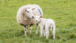 to-geotechniko-epimelitirio-ellados-–