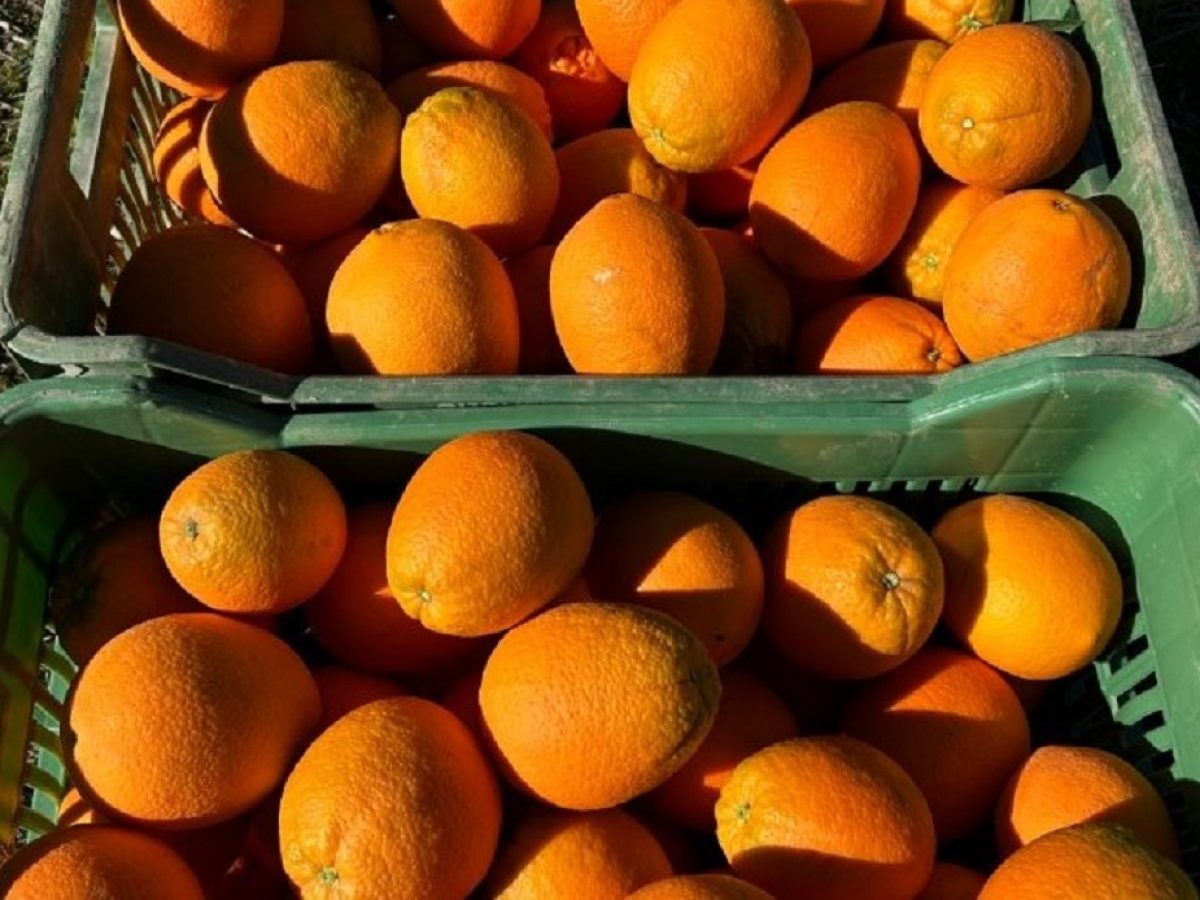 Το Σάββατο (14/3) στο Νεοχώρι το 1ο Φεστιβάλ Πορτοκαλιού Οινιαδών