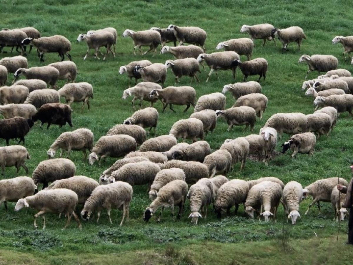 Το Σωματείο Επισκευαστών Οχημάτων Λέσβου είναι στο πλευρό των κτηνοτρόφων και των αγροτών
