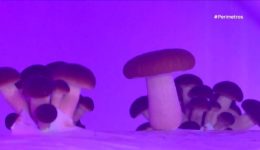 topikes-ke-isagomenes-pikilies-manitarion-kalliergounte