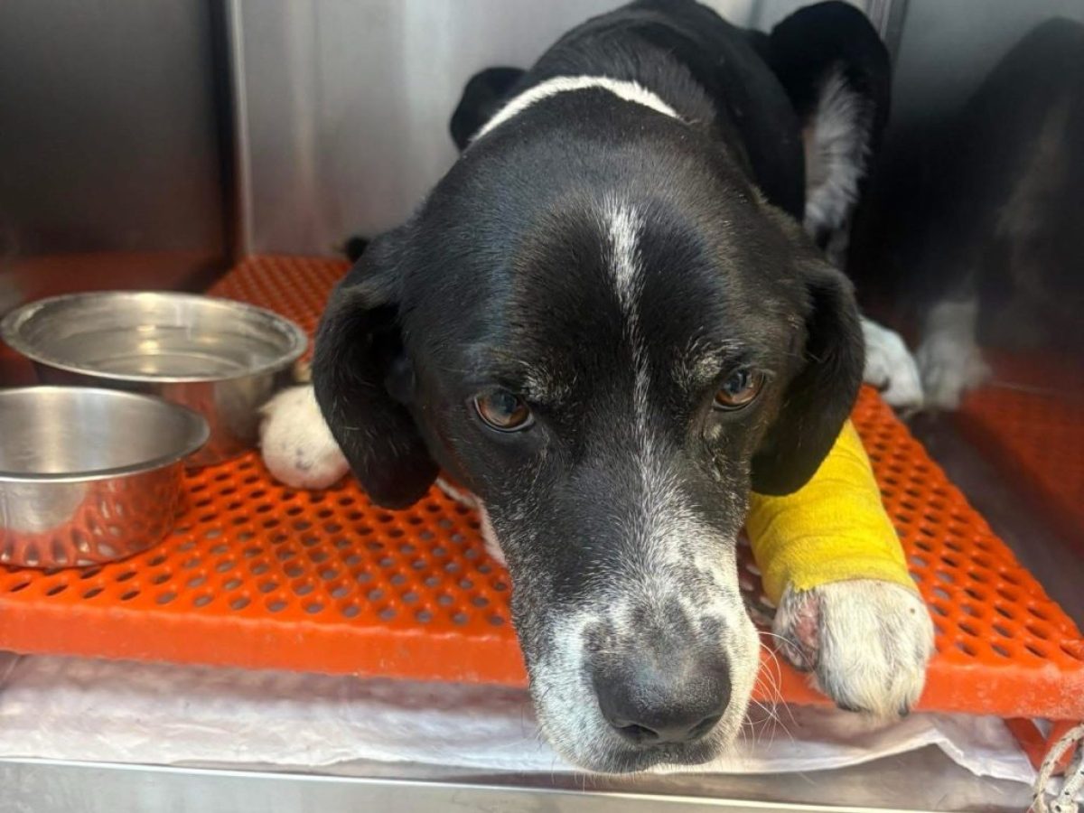 Τροχαίο ατύχημα με σκυλάκι στη Βόρεια Εύβοια