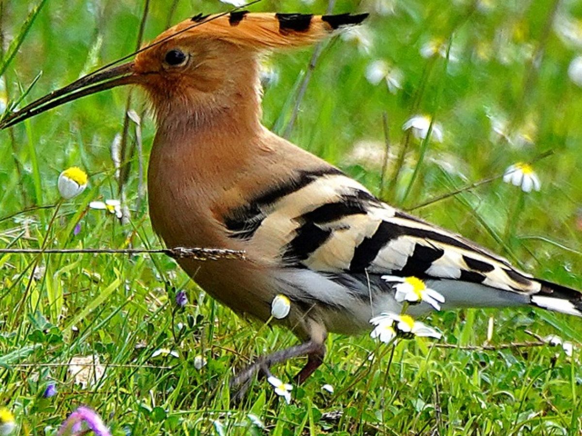 Τσαλαπετεινός στη περιοχή Natura 2000 των Χορτάτων Λευκάδας