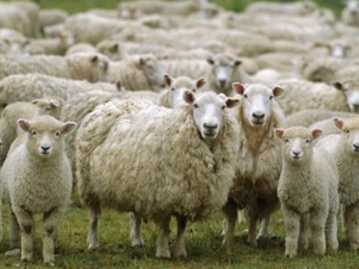 Βασίλης Δελησταμάτης για αφθώδη πυρετό: «Να μην πανικοβάλουμε τον κόσμο»