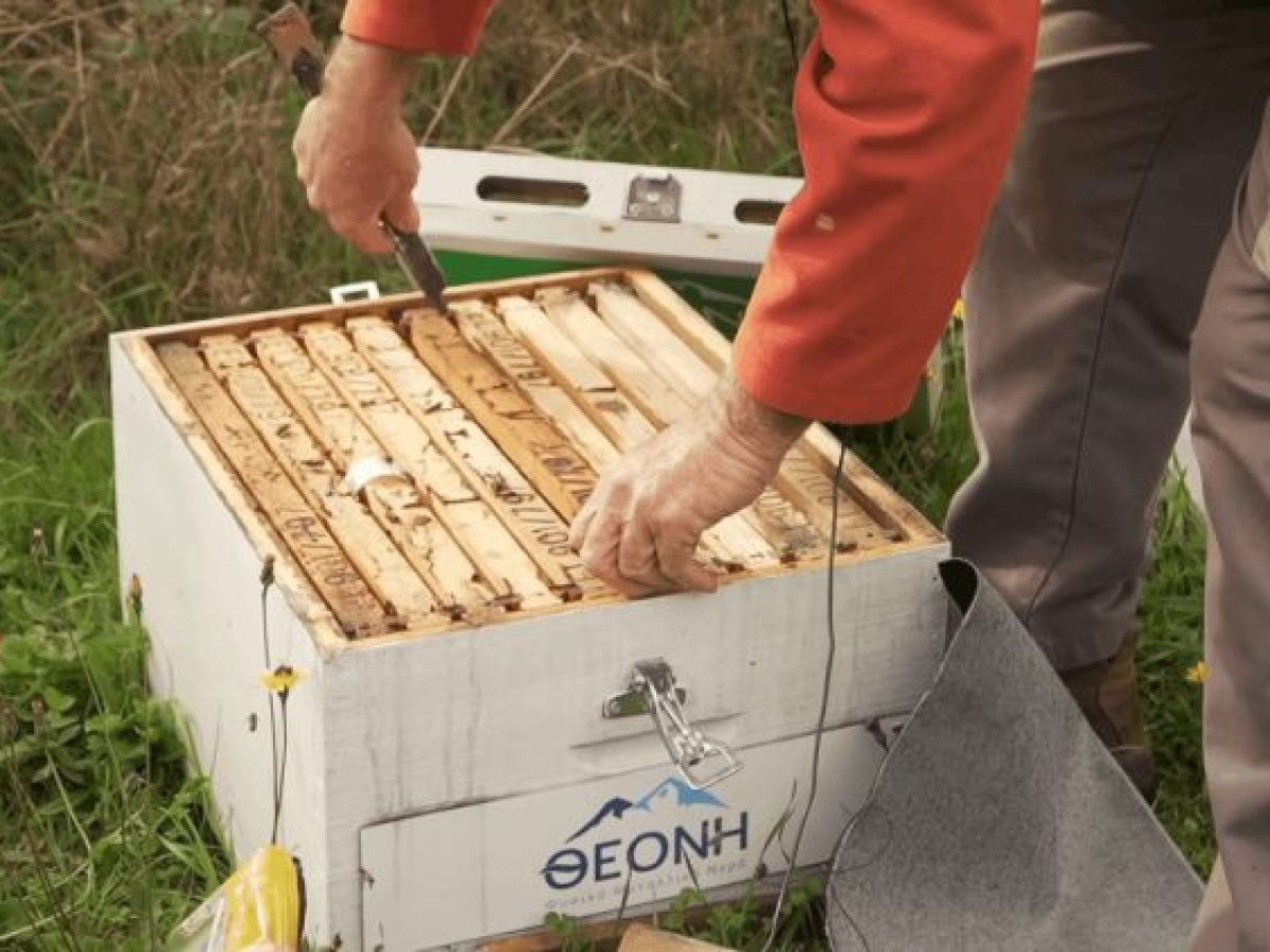 Βιοποικιλότητα και βιωσιμότητα: Η ΘΕΟΝΗ υιοθέτησε 25 κυψέλες μελισσών