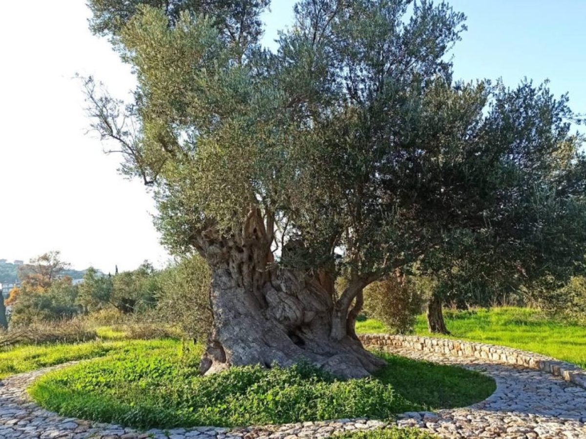 Βόρεια Εύβοια – Το ανατριχιαστικό μυστικό της «Μαυροελιάς» στο Αρτεμίσιο: Το υπεραιωνόβιο δέντρο των 2.500 ετών που «ακούγεται» να θρηνεί