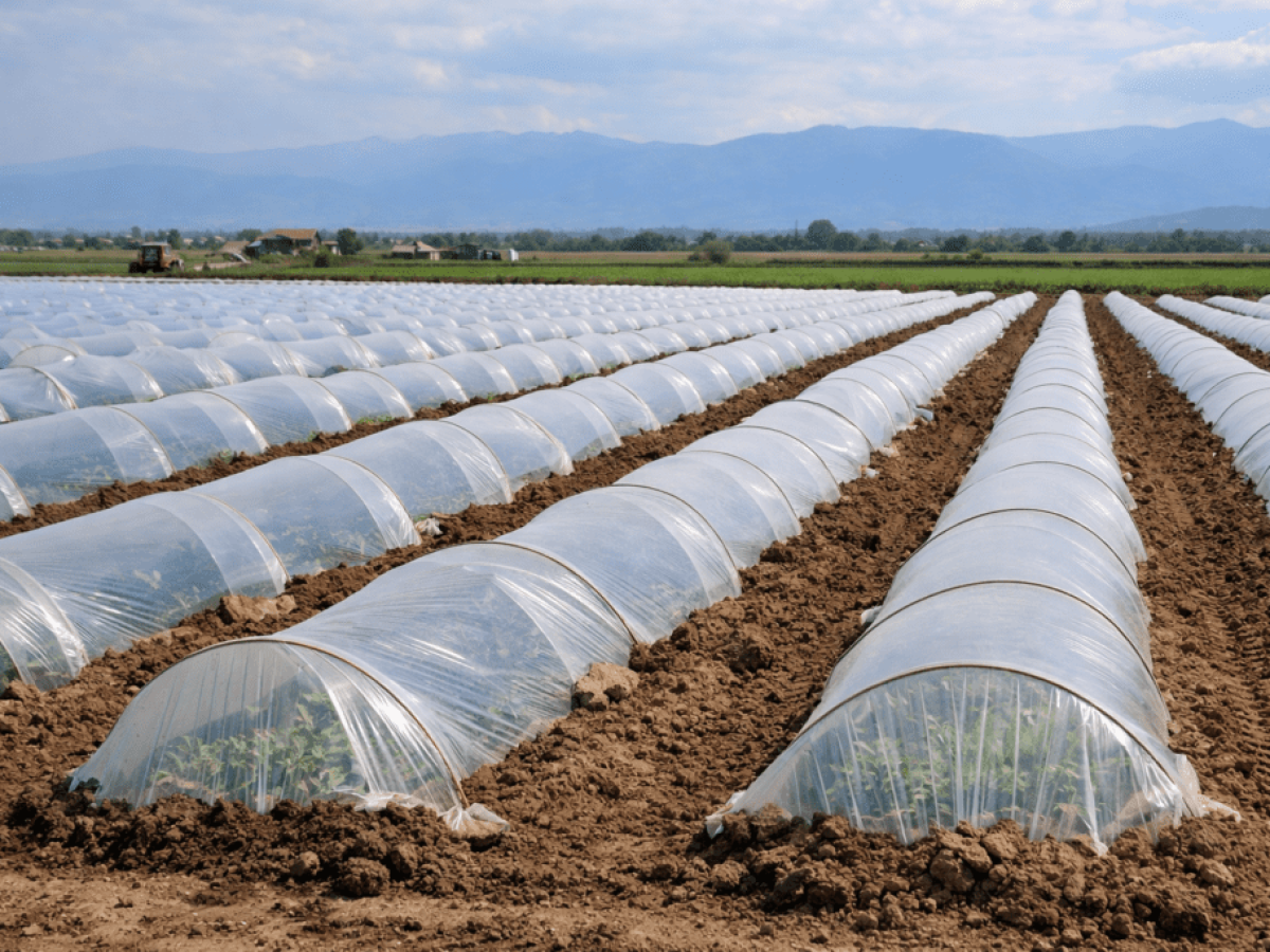 Ξεκίνησε η φύτευση καρπουζιών στον κάμπο των Τρικάλων